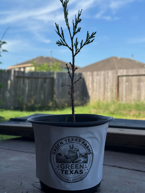 Incense Cedar