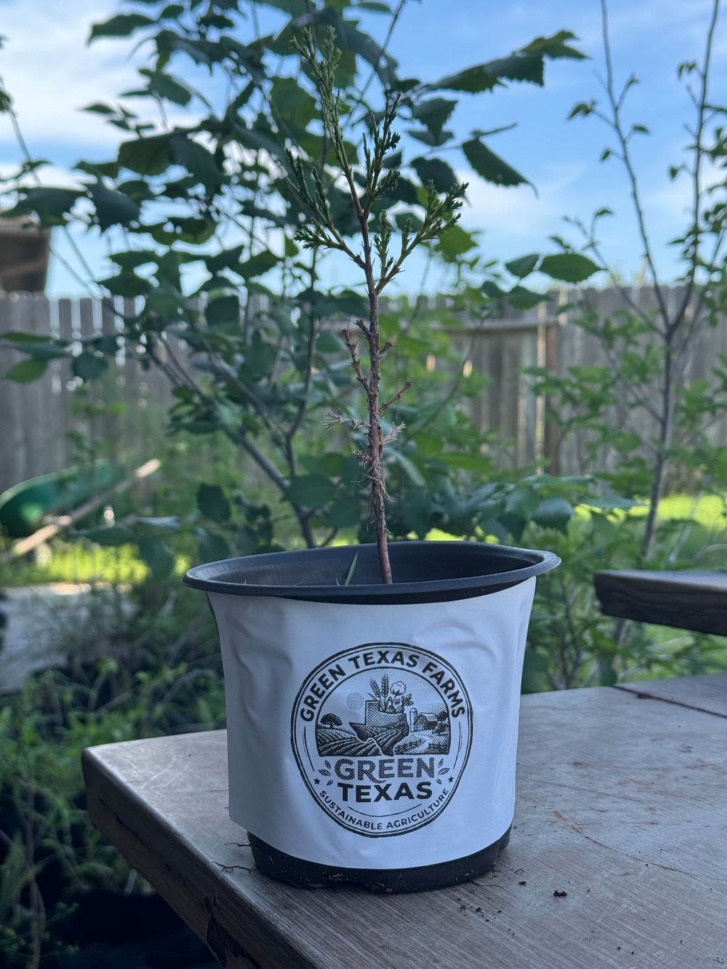 Incense Cedar
